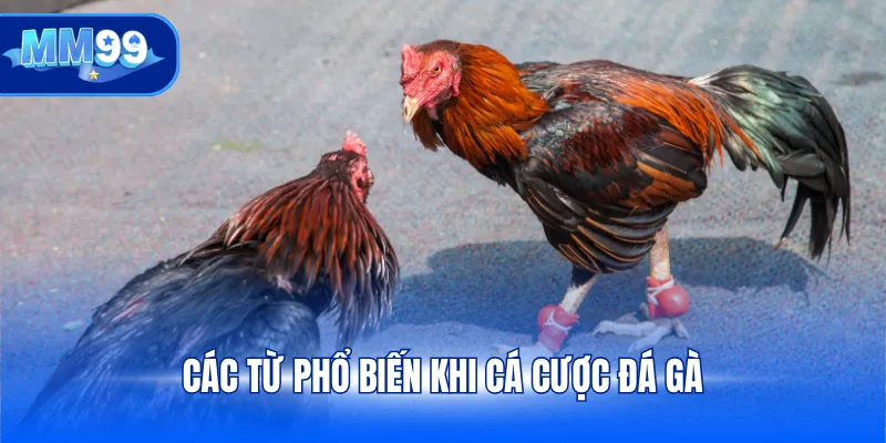 Các từ phổ biến khi cá cược đá gà