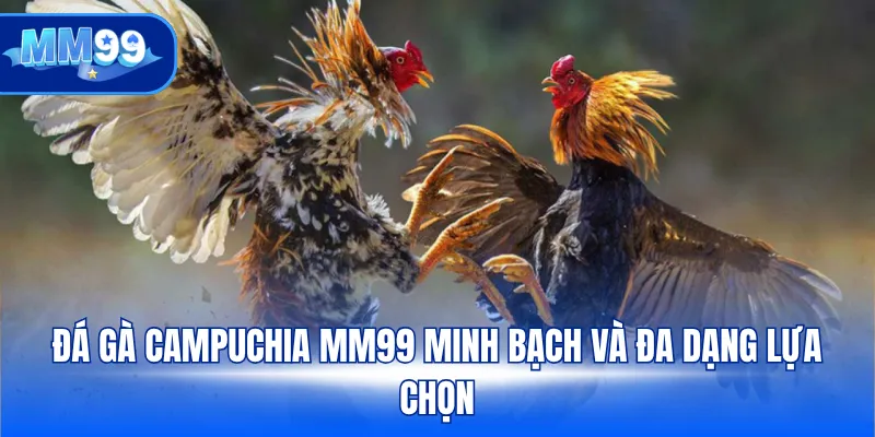 Đá gà Campuchia MM99 minh bạch và đa dạng lựa chọn