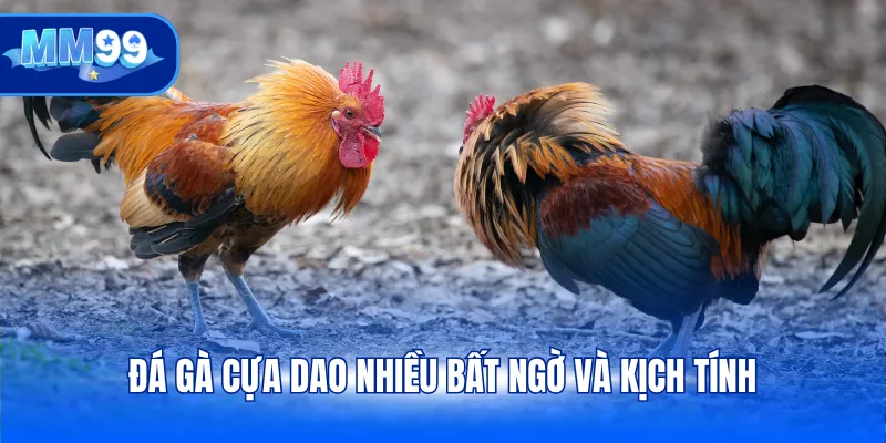 Đá gà cựa dao nhiều bất ngờ và kịch tính