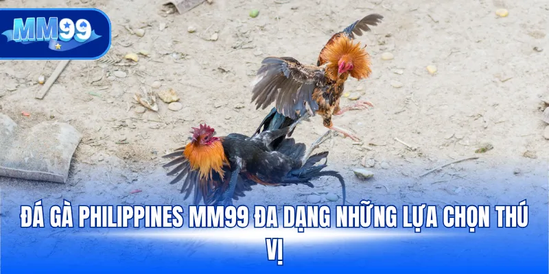 Đá gà Philippines MM99 đa dạng những lựa chọn thú vị
