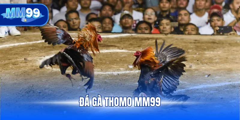 Đá gà Campuchia MM99