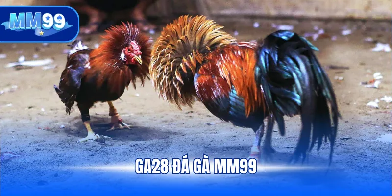 GA28 Đá gà MM99