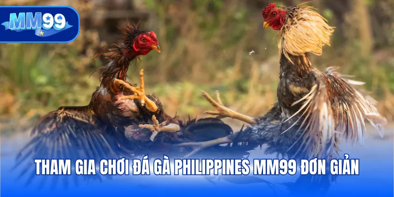 Tham gia chơi đá gà Philippines MM99 đơn giản