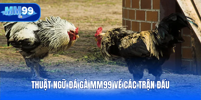 Thuật ngữ đá gà MM99 về các trận đấu